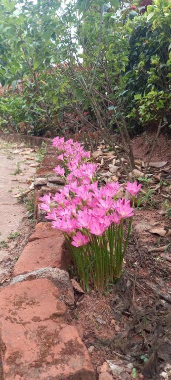 Westernghats Homestay Madikeri Eksteriør bilde