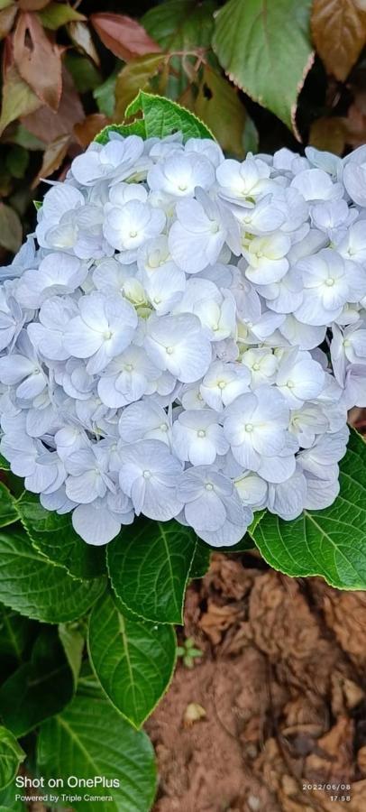 Westernghats Homestay Madikeri Eksteriør bilde